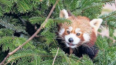 Obstsalat an Tannengrün. Neujahrsmenü für den Kleinen Panda.