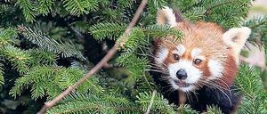 Obstsalat an Tannengrün. Neujahrsmenü für den Kleinen Panda.