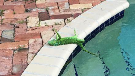 Ein schockgefrosteter grüner Leguan liegt in Boca Raton am Rande des Pools von Frank Cerabino.