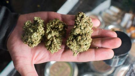 Eine Handball Cannabis. 