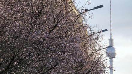 Verwirrte Blüte. Diese Zierkirschen in der Norwegerstraße in Prenzlauer Berg sind schon im Frühling angekommen. 