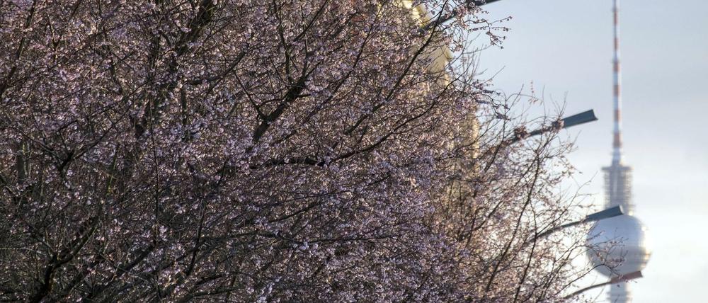 Verwirrte Blüte. Diese Zierkirschen in der Norwegerstraße in Prenzlauer Berg sind schon im Frühling angekommen.