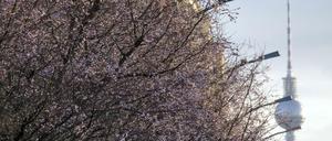 Verwirrte Blüte. Diese Zierkirschen in der Norwegerstraße in Prenzlauer Berg sind schon im Frühling angekommen. 