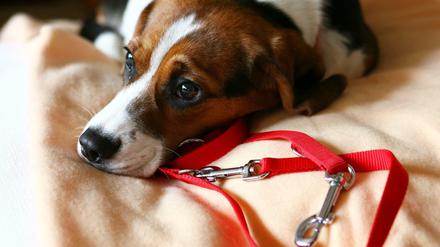 Größe egal: Nach dem neuen Berliner Hundegesetz, müssen alle Hunde angeleint werden. Mit Ausnahmen.