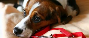 Größe egal: Nach dem neuen Berliner Hundegesetz, müssen alle Hunde angeleint werden. Mit Ausnahmen.