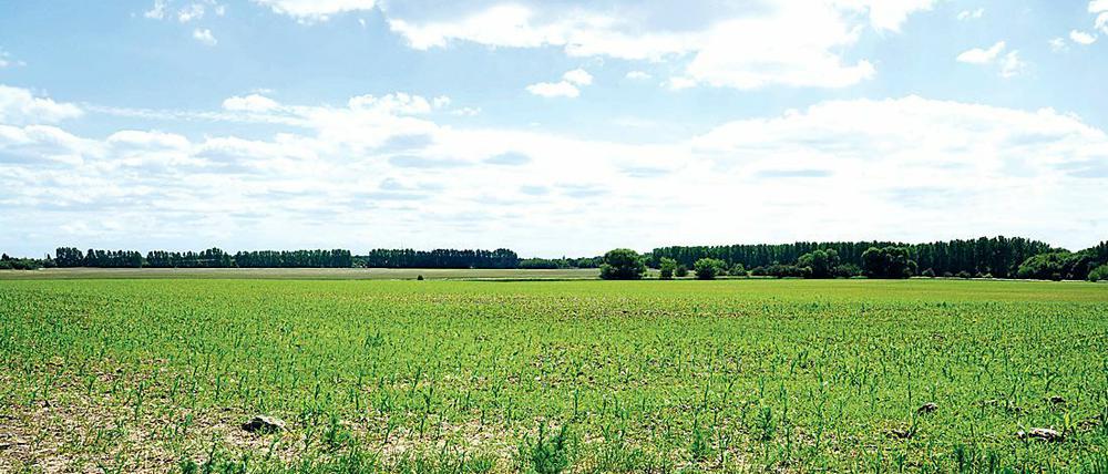 Ein weites Feld. Die Elisabeth-Aue in Berlin-Blankenfelde sollten mit mit 5.000 Wohnungen bebaut werden, nun sollen sie Touristen schöne Ausflüge ermöglichen.