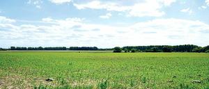 Ein weites Feld. Die Elisabeth-Aue in Berlin-Blankenfelde sollten mit mit 5.000 Wohnungen bebaut werden, nun sollen sie Touristen schöne Ausflüge ermöglichen.