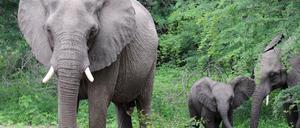 Afrikanische Elefanten sind trotz des Banns weiterhin von Wilderern bedroht.