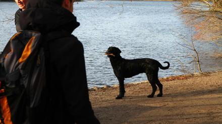 Darf er ins Wasser springen? Zur Zeit ja, die Badesaison ist am Schlachtensee vorbei.