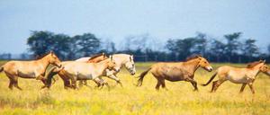 Die männlichen Przewalski-Pferde sollten von den Stuten getrennt werden, um die Population einigermaßen unter Kontrolle zu halten. 