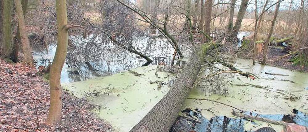 Brackwasser am Hermsdorfer See mit umgestürztem Baum.
