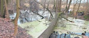 Brackwasser am Hermsdorfer See mit umgestürztem Baum.