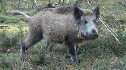 Der Bauernverband fordert die Dezimierung der Wildschweine in Deutschland. 
