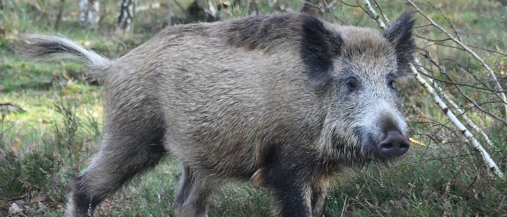 Der Bauernverband fordert die Dezimierung der Wildschweine in Deutschland.