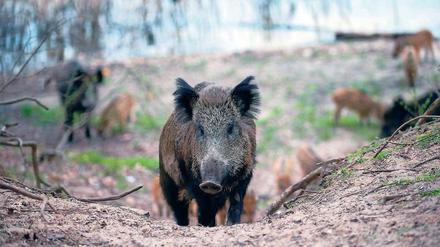 Die größte Gefahr ist der Mensch: Im vergangenen Jagdjahr ließen knapp 590.000 Wildschweine ihr Leben.