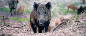 Die größte Gefahr ist der Mensch: Im vergangenen Jagdjahr ließen knapp 590.000 Wildschweine ihr Leben.