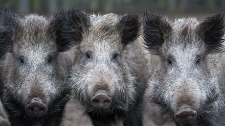 Wildschweine in Brandenburg.