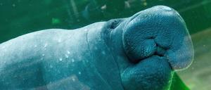 Das hier ist Seekuh Theresa aus dem Tierpark Berlin, aber Lisa sah ungefähr genauso aus.