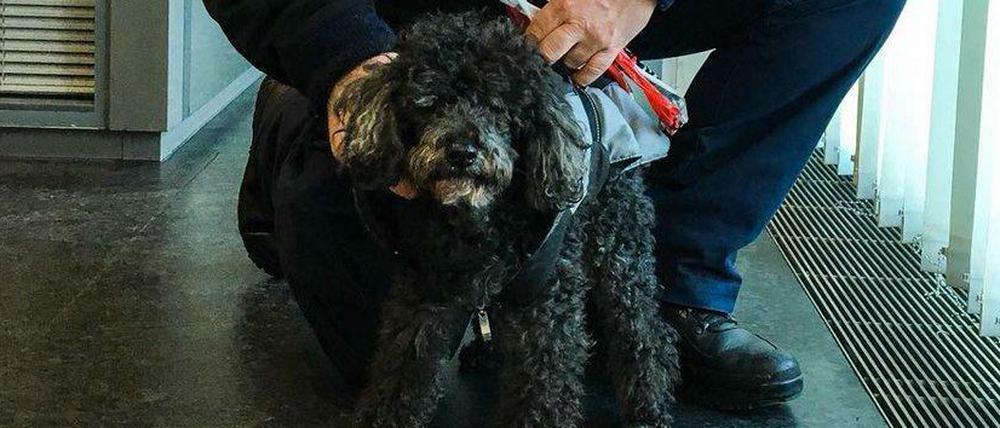 Wer kennt diesen Pudel?