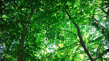 Oh, wie schön ist Brandenburg! Hier der Naturpark Schlaubetal.