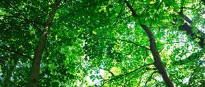 Oh, wie schön ist Brandenburg! Hier der Naturpark Schlaubetal.