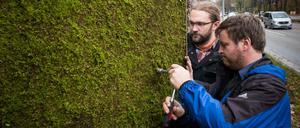 Mitarbeiter der Stadt stellen am 23.11.2016 in Stuttgart an der Cannstatter Straße (Baden-Württemberg) ein erstes Teststück einer Mooswand auf, die helfen soll, die Feinstaubwerte zu senken lassen.