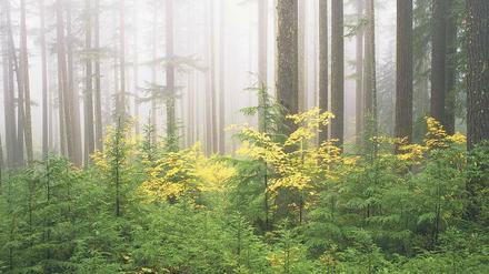 Majestätisch. Bäume im Umpqua National Forest.