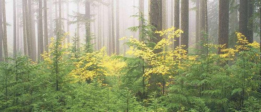 Majestätisch. Bäume im Umpqua National Forest.