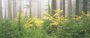 Majestätisch. Bäume im Umpqua National Forest.