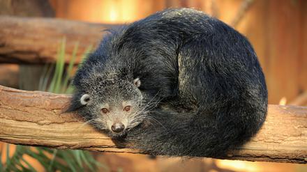Bär, Marder oder Katze? Auf den ersten Blick ist es kaum zu erkennen, aber der Binturong gehört zur Ordnung der Raubtiere.