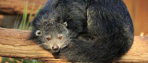 Bär, Marder oder Katze? Auf den ersten Blick ist es kaum zu erkennen, aber der Binturong gehört zur Ordnung der Raubtiere.