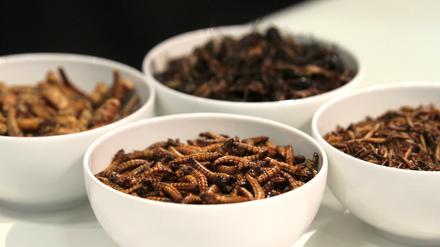 Im Kommen. Maden, Würmer und Heuschrecken sollen die neue Proteinquelle auf dem europäischen Lebensmittelmarkt sein.