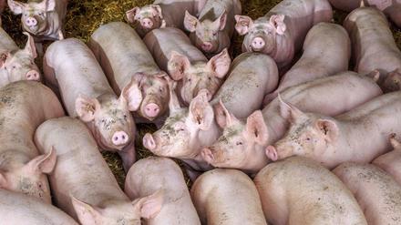 Eng an eng: 27 Millionen Schweine werden derzeit in Deutschland gehalten. 