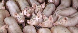 Eng an eng: 27 Millionen Schweine werden derzeit in Deutschland gehalten. 