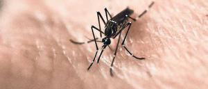 Mückenschule. Forscher lehren Stechmücken, Menschengeruch zu meiden.