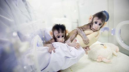 Die zwei geklonten Affen Hua Hua und Zhong Zhong werden in einem Labor in Suzhou untersucht.