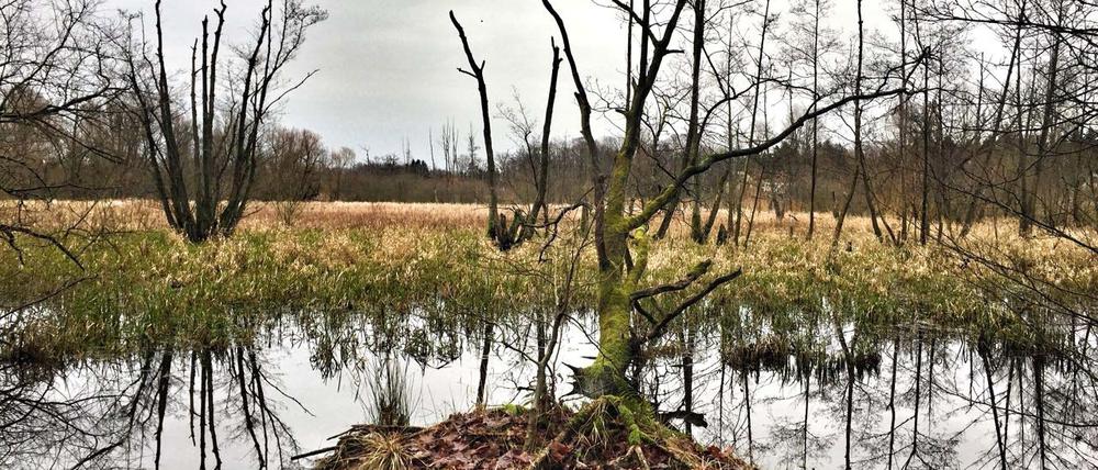 Berlin, Tegeler Fließ, Januar 2018.