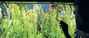 In die Kiemen gelegt. Jedes Jahr ist Zählappell im Zoo-Aquarium. Da die Tiere eher selten strammstehen, haben die Menschen gewisse Tricks auf Lager. 