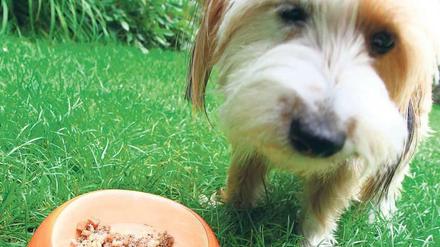 Futterzeit. Der kleine Dackel Duffy frisst alles.