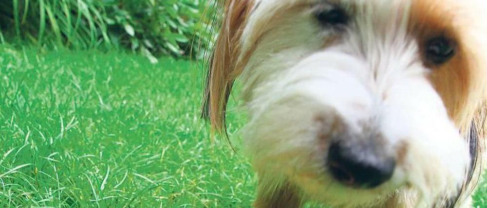Futterzeit. Der kleine Dackel Duffy frisst alles.