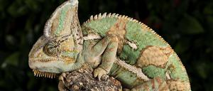 Grün ist ihre Entspannungsfarbe. Chamäleons (im Bild ein Jemenchamäleon) drücken mit der Körperfärbung ihre Stimmung aus. 