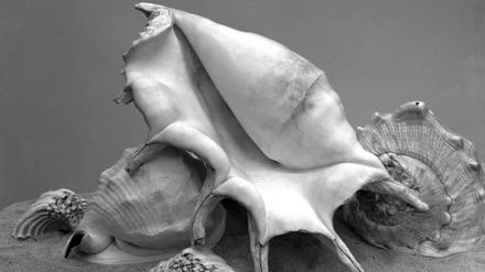 Five Shells. Von Imogen Cunningham, um 1930 fotografiert.