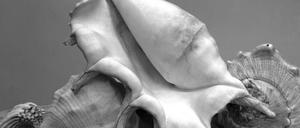 Five Shells. Von Imogen Cunningham, um 1930 fotografiert.