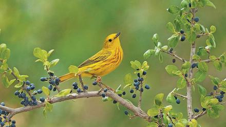 Vögel wie der Goldwaldsänger, die Gen-Varianten besonders neugierig machen, haben es bei der Anpassung an klimawandelbedingte Umweltänderungen leichter.