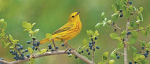 Vögel wie der Goldwaldsänger, die Gen-Varianten besonders neugierig machen, haben es bei der Anpassung an klimawandelbedingte Umweltänderungen leichter.