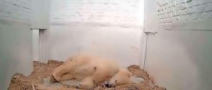 Da war noch alles gut: Eisbärin Tonja mit ihrem zweiten Nachwuchs.