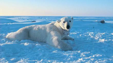 Solange Robben nur an wenigen Eislöchern Luft holen konnten, zahlte sich das Warten für die Eisbären oft genug aus.