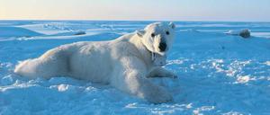 Solange Robben nur an wenigen Eislöchern Luft holen konnten, zahlte sich das Warten für die Eisbären oft genug aus.