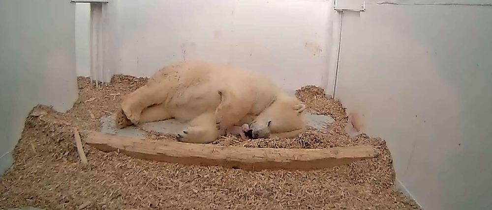 Anfang Januar starb das Junge der Eisbärin Tonja aus dem Berliner Tierpark Friedrichsfelde. Zuvor hatte es schon Eisbärnachwuchs Fritz nicht geschafft.