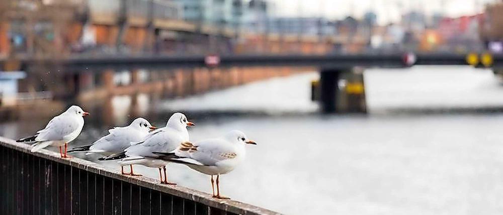 Die Spree in Berlin wird von Mensch und Tier genutzt. 